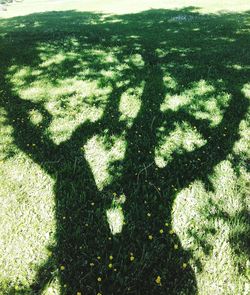 Shadow of tree on grassy field