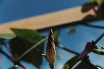 Low angle view of flowering plant against blue sky