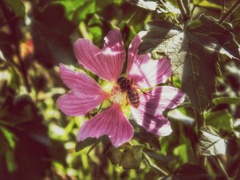 Close-up of pink flower