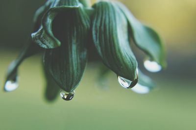 Close-up of water drops on plant