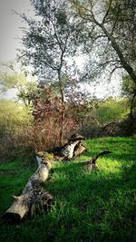 Trees on grassy field