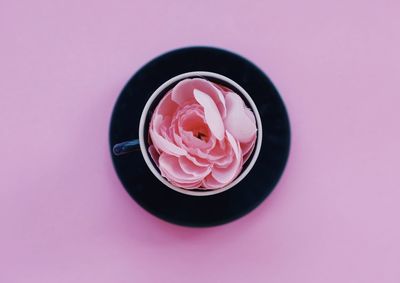 High angle view of pink rose over white background