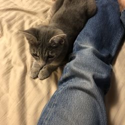 High angle view of cat relaxing on bed