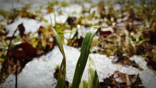 Close-up of wet plant