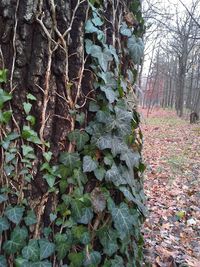 Trees growing in forest