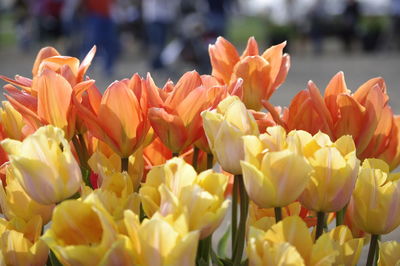 Close-up of yellow tulips blooming outdoors