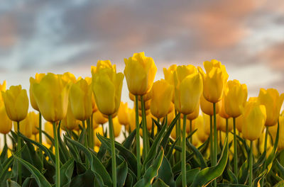 Close-up of fresh yellow flowers blooming in field against sky