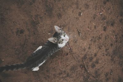 High angle portrait of cat