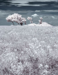 Scenic view of frozen field during winter