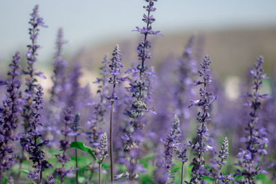 Close-up of purple flowering plants on field