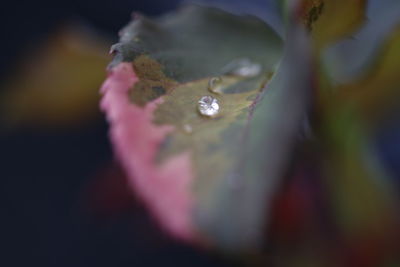 Close-up of water drops on pink flower