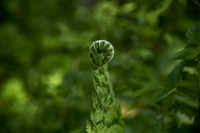 Close-up of fern leaf