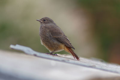 Close-up of bird perching on wood