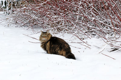 Squirrel on snow covered land