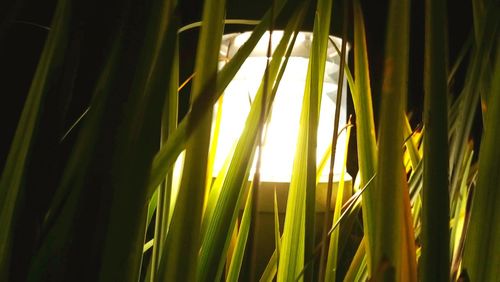 Full frame shot of bamboo plants