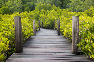 Boardwalk amidst plants in forest