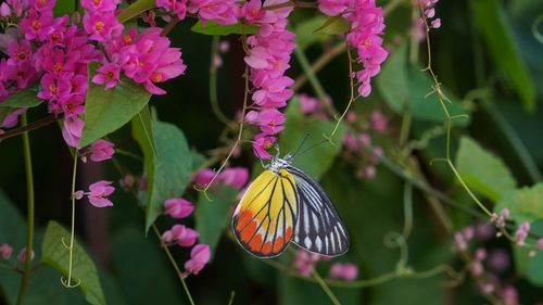 Close-up of butterfly pollinating on purple flower