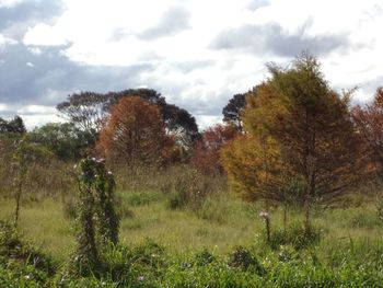 Trees on field against sky