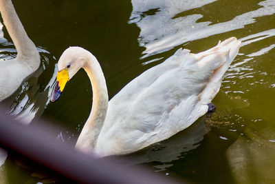 View of swan floating on lake