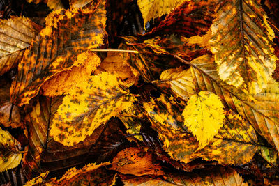 Full frame shot of autumn leaves