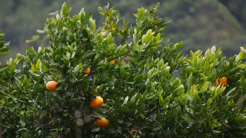 Close-up of fruits growing on tree