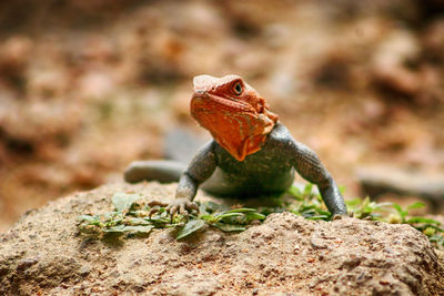 Close-up of lizard on rock