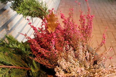 Close-up of flowers growing on tree