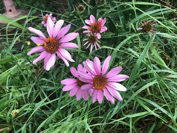 High angle view of purple flowers blooming on field