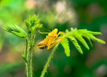 Close-up of butterfly on leaf