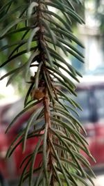 Close-up of pine tree branch