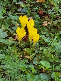 Close-up of yellow flowering plant on field
