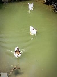 High angle view of swan swimming on lake