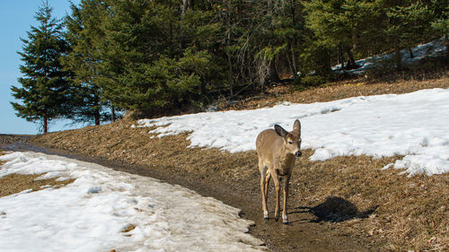 View of a deer standing on snow covered field