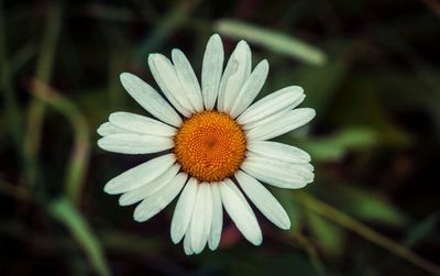 Close-up of flower blooming outdoors
