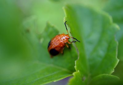 Close-up of leaf beetle on damaged leaf