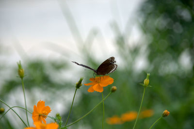 Close-up of butterfly on flower