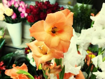 Close-up of orange flowers blooming outdoors