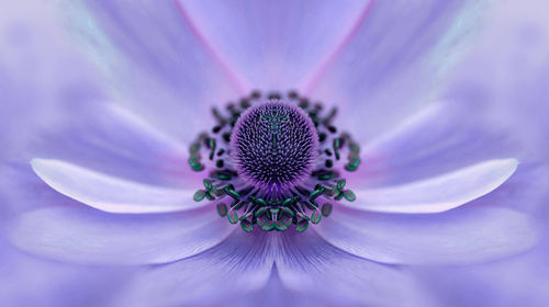 Macro shot of purple flower