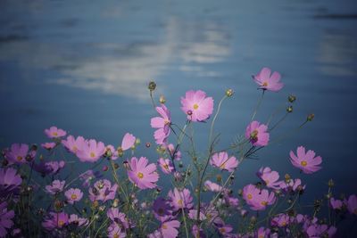 Close-up of pink cosmos flowers blooming outdoors