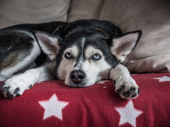 Close-up portrait of dog resting on bed