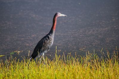 View of a bird on field