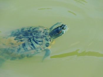 Bird in water