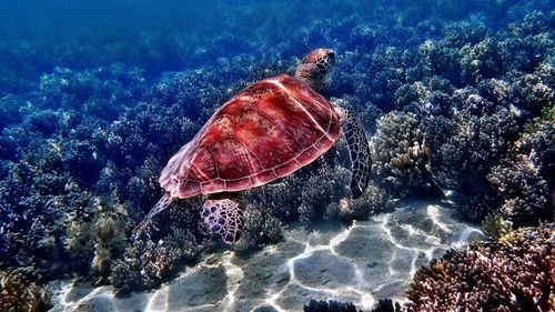 Jellyfish swimming in sea