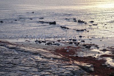 High angle view of birds on beach