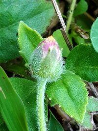 Close-up of green caterpillar on plant