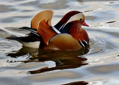 Duck swimming in lake