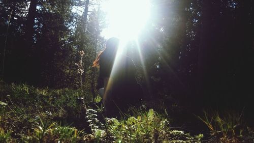 Sun shining through trees in forest