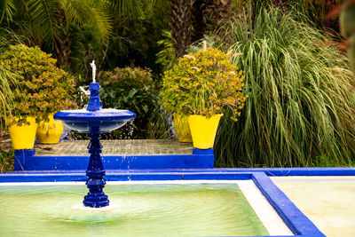 Potted plants by swimming pool in yard