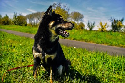 Dog on field against sky