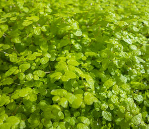 Full frame shot of fresh green leaves